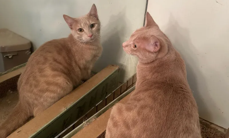 A baby medium-sized male Buff / Tan / Fawn Domestic Short Hair cat named Artie for adoption in Smyrna, DE