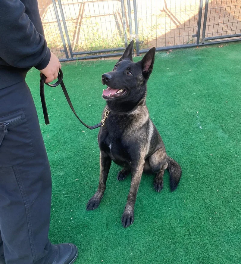 A young medium-sized male Black Belgian Shepherd / Malinois dog named Ranger for adoption in San Francisco, CA