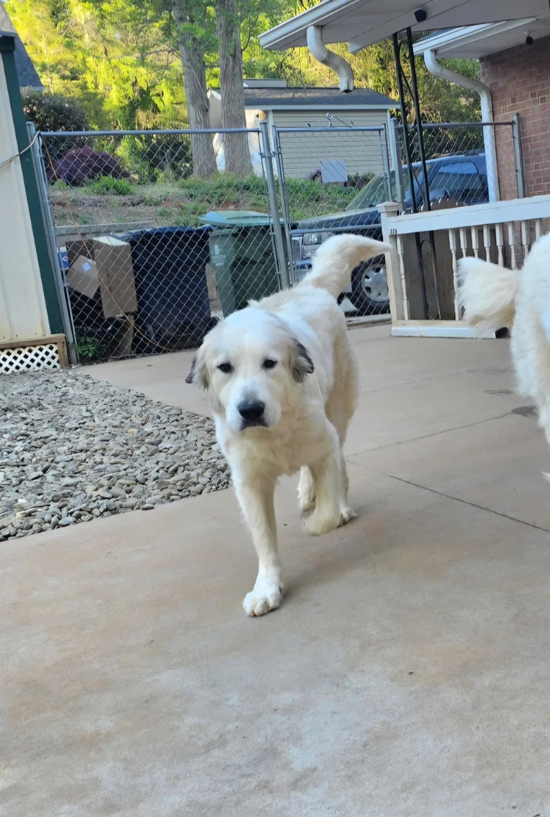 A young large-sized female Great Pyrenees dog named Remi for adoption in Thomasville, NC