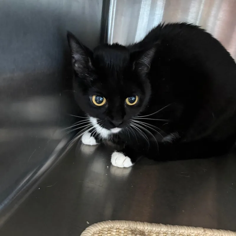 An adult small-sized male Black Domestic Short Hair cat named Navy for adoption in West Des Moines, IA