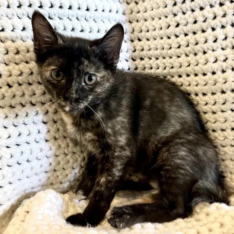 A baby small-sized female Tortoiseshell Domestic Short Hair cat named Zoey for adoption in La Grange, KY