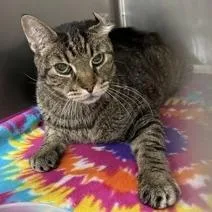An adult medium-sized male Brown / Chocolate Domestic Short Hair cat named Tootles for adoption in New York, NY
