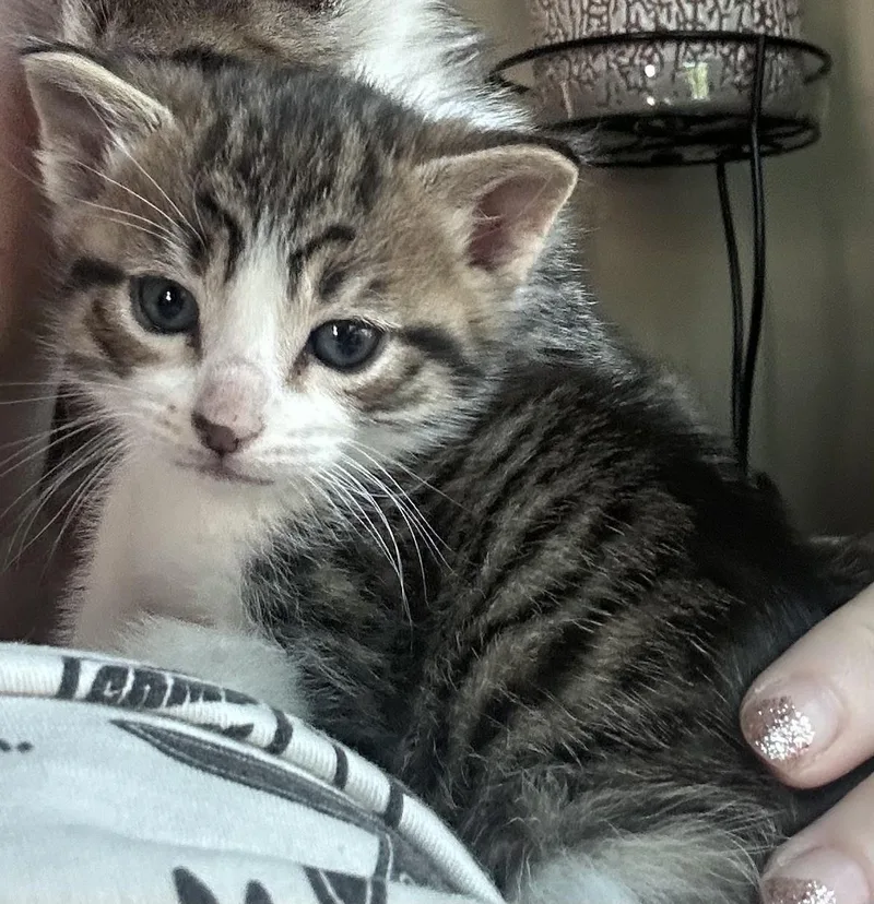 A baby small-sized male Tabby (Brown / Chocolate) Domestic Short Hair cat named Frederick for adoption in Silverton, OR
