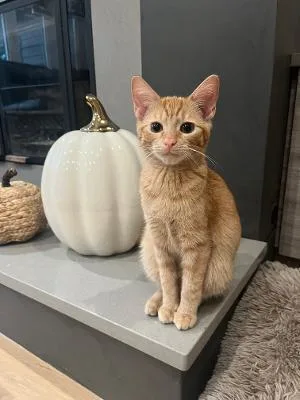 A baby medium-sized female Tabby (Orange / Red) Domestic Short Hair cat named Anthropologie for adoption in Mokena, IL