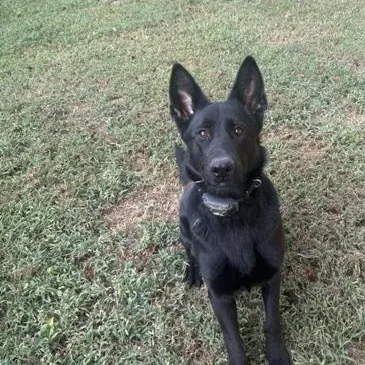 A young large-sized female Black German Shepherd Dog dog named Ivey for adoption in Roswell, GA