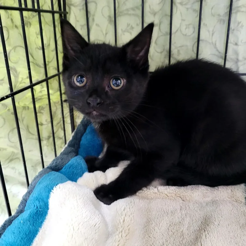 A baby medium-sized male Domestic Short Hair cat named Midnight for adoption in Allyn, WA