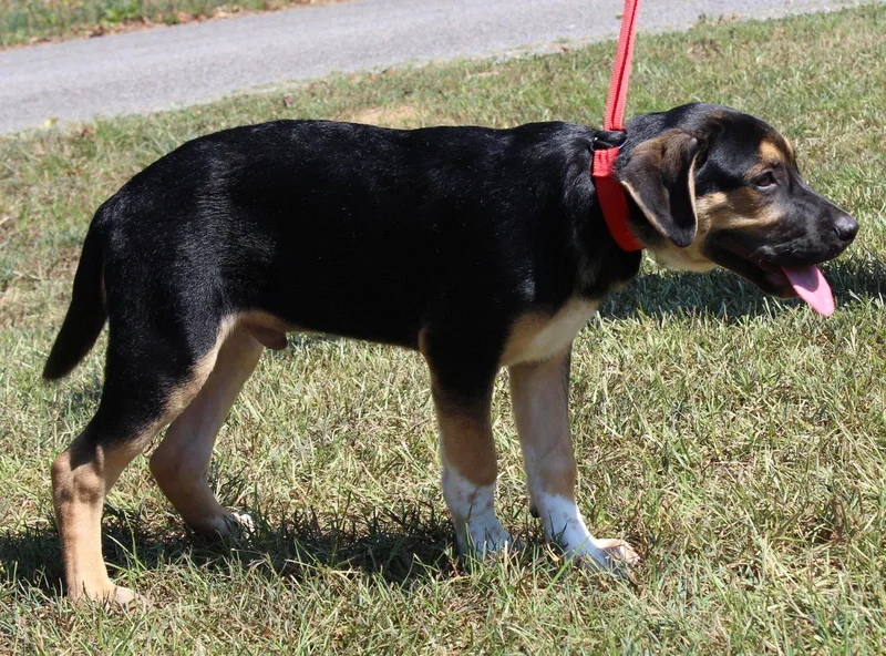 A baby extra large-sized male Boxer dog named Vision for adoption in Prattville, AL