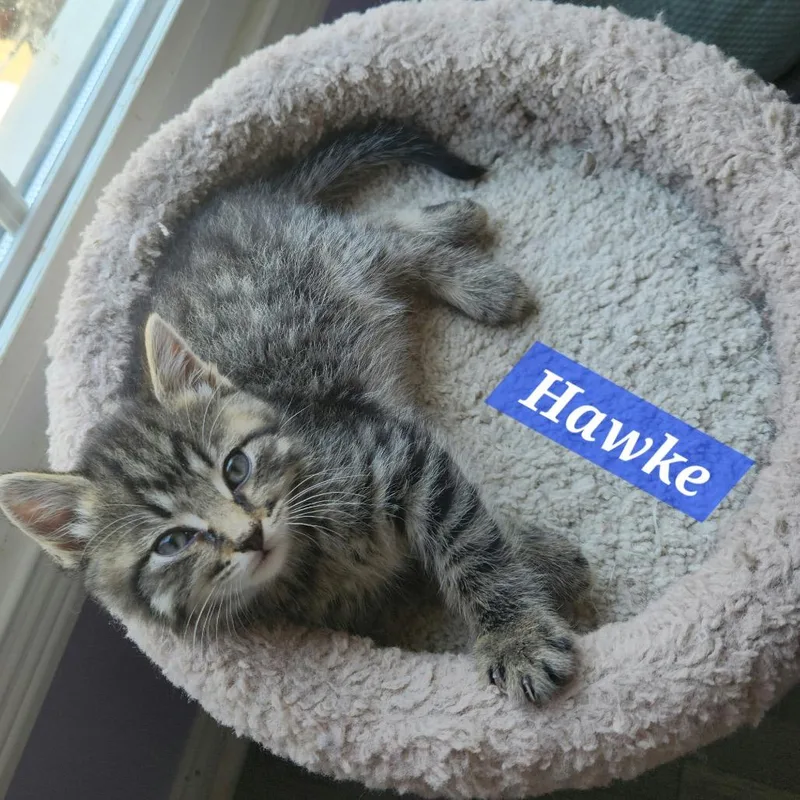A baby small-sized male Gray / Blue / Silver Domestic Short Hair cat named Hawke for adoption in La Grange, KY