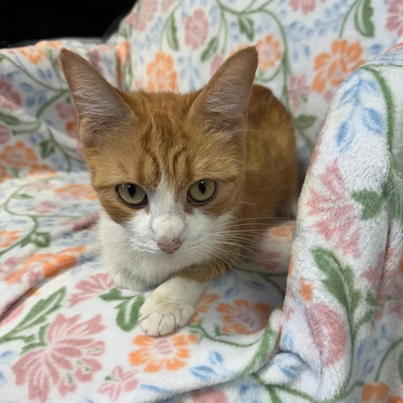 Meggie