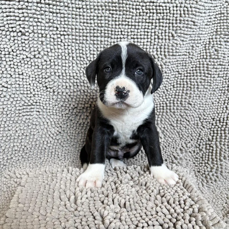 A baby large-sized male Tricolor (Brown, Black, & White) Labrador Retriever dog named Torque for adoption in Pleasant Hill, CA