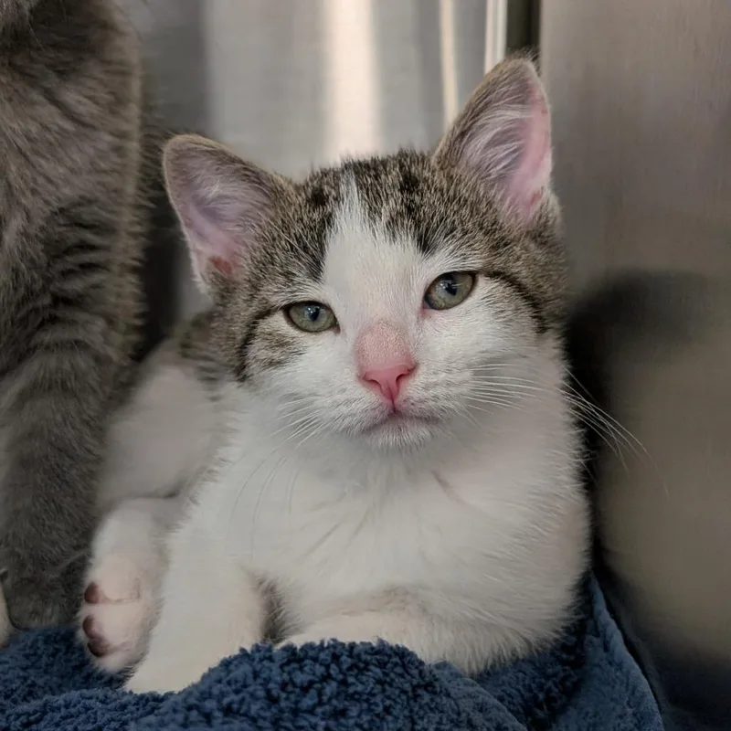 A baby small-sized female Brown / Chocolate Domestic Short Hair cat named Lo Mein for adoption in Washington Township, OH