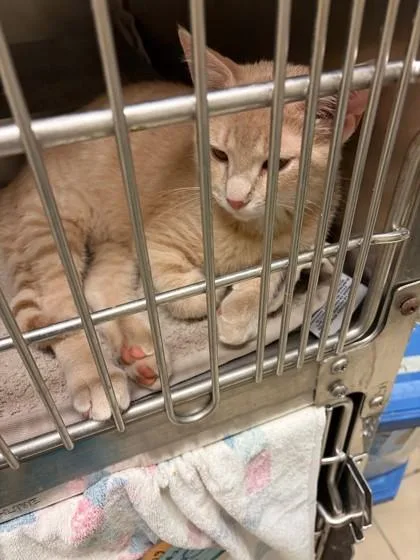 A baby medium-sized male Domestic Short Hair cat named RickyBonded with Reggie for adoption in Baraboo, WI