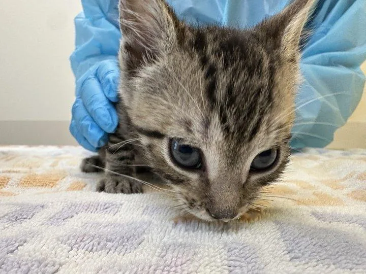 A baby small-sized male Tabby (Brown / Chocolate) Domestic Short Hair cat named Alaska for adoption in Raleigh, NC
