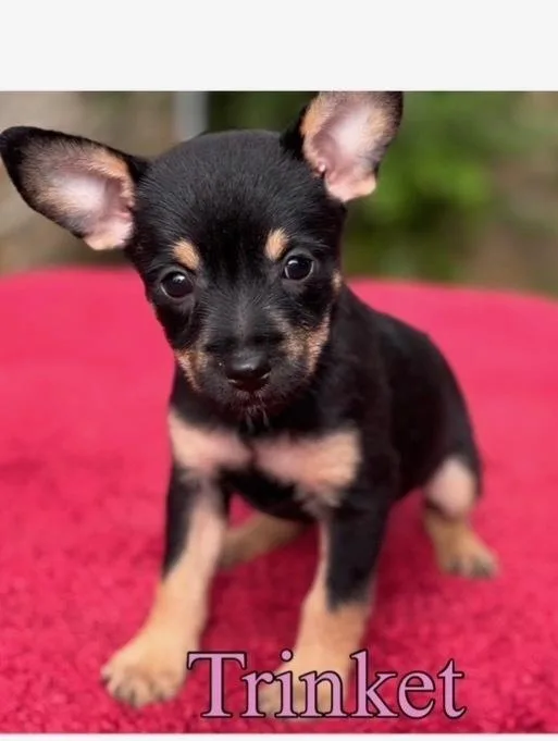 A baby medium-sized female Tricolor (Brown, Black, & White) Terrier dog named Trinket for adoption in Brookshire, TX