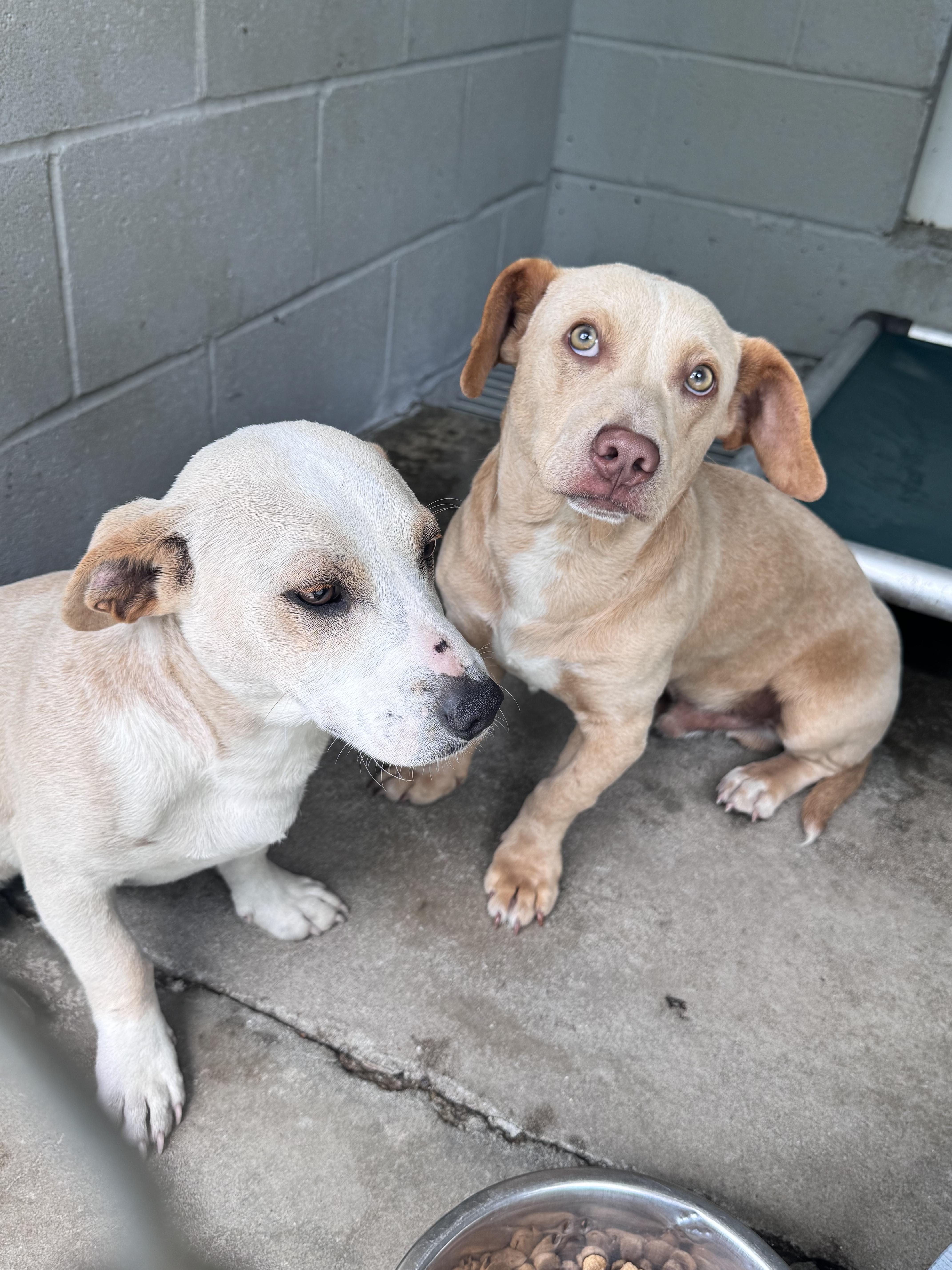 Slim  Jim  thumbnail 2