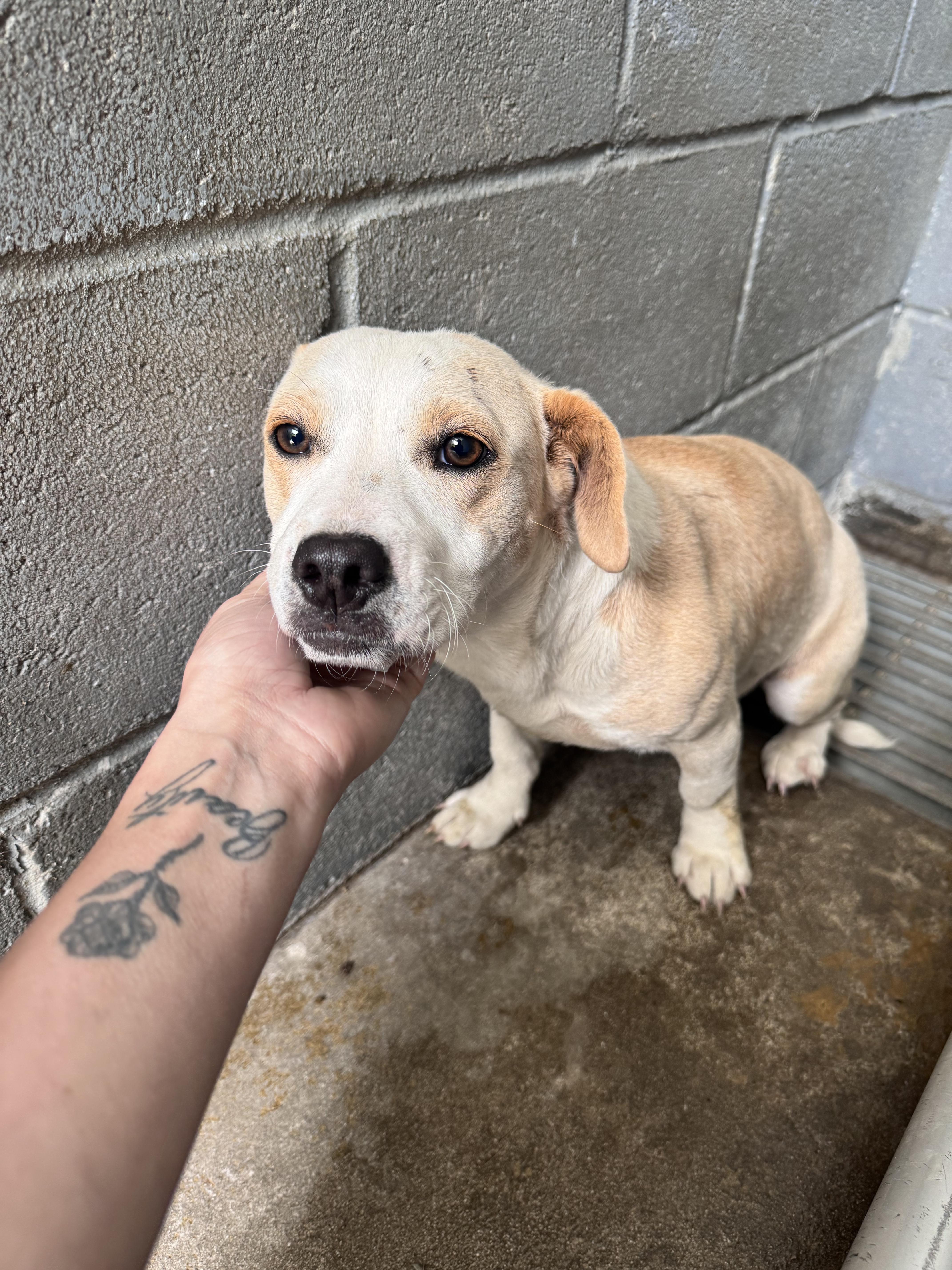 A young small-sized male Mixed Breed dog named Slim Jim for adoption in Elizabethtown, NC