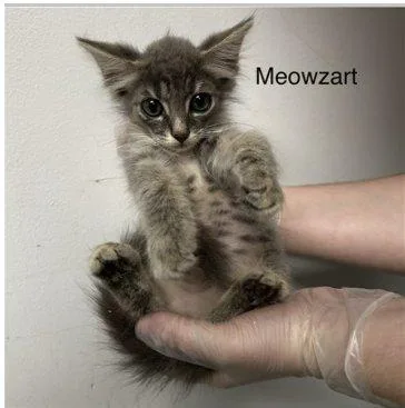 Meowzart thumbnail 2