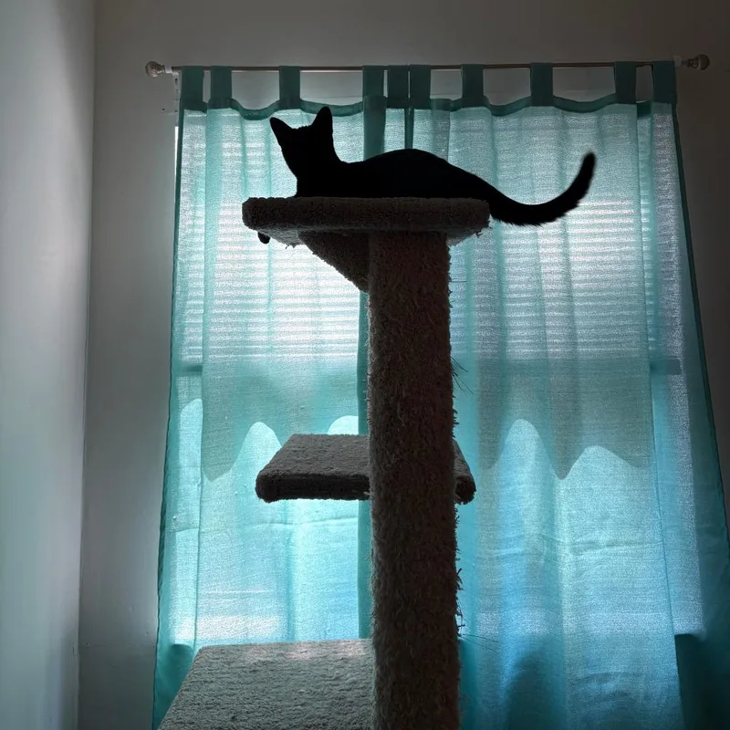 A young small-sized female Domestic Short Hair cat named Winkie for adoption in Durham, NC