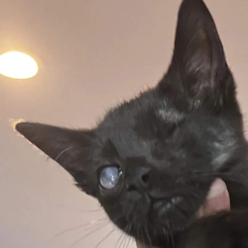 Winkie thumbnail 2