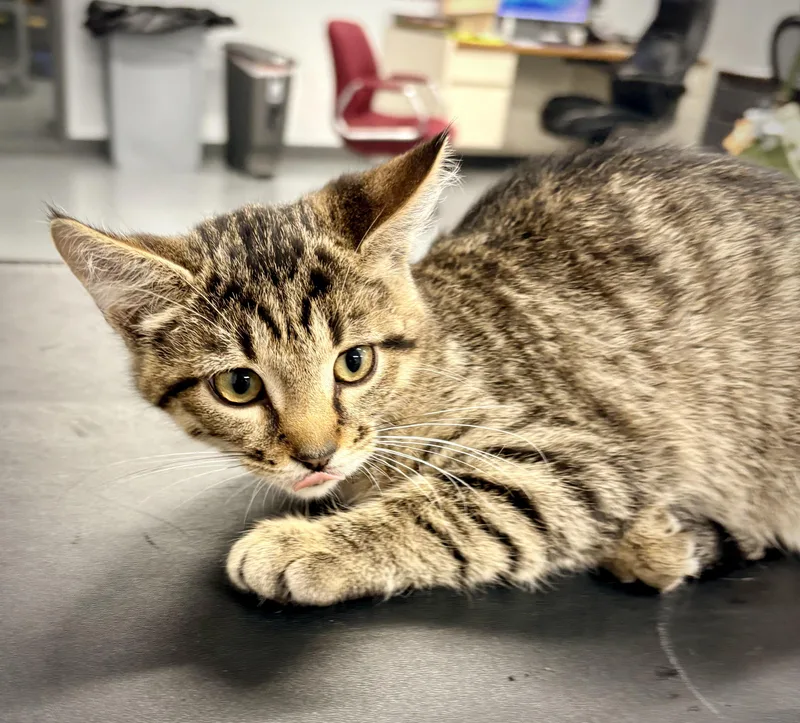A baby small-sized female Tabby (Brown / Chocolate) Domestic Short Hair cat named Jory for adoption in Kalamazoo, MI