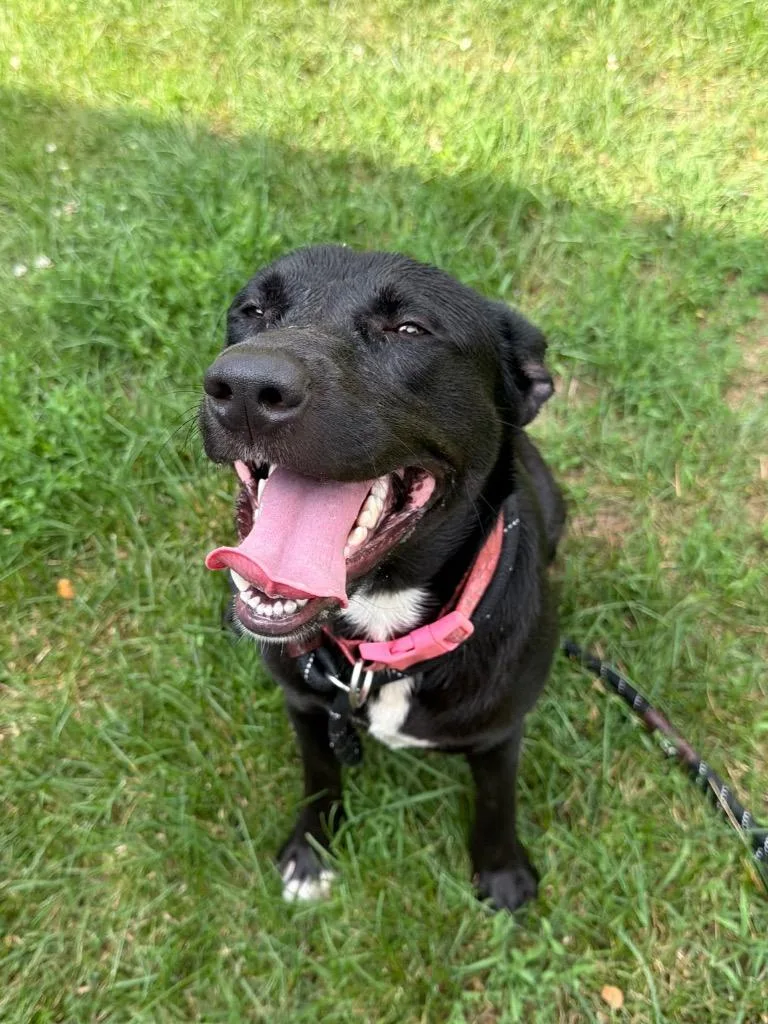 Lyla