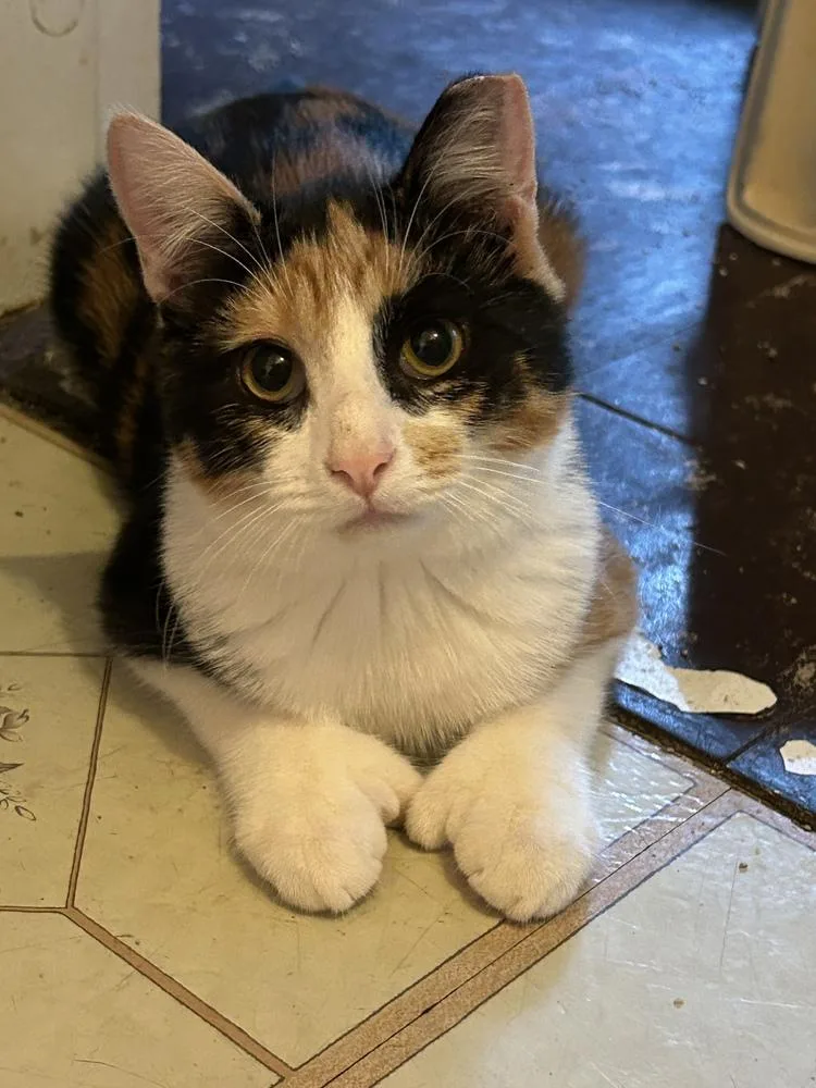A baby small-sized female Black & White / Tuxedo Domestic Short Hair cat named Princess Patches for adoption in Telford, PA