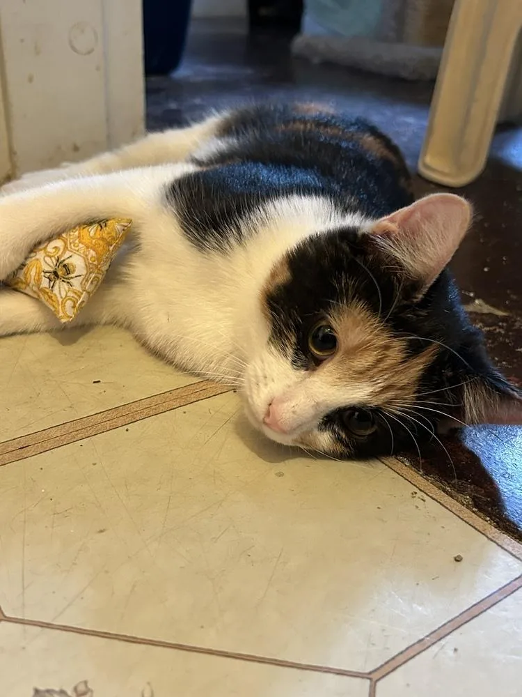 Princess Patches thumbnail 2