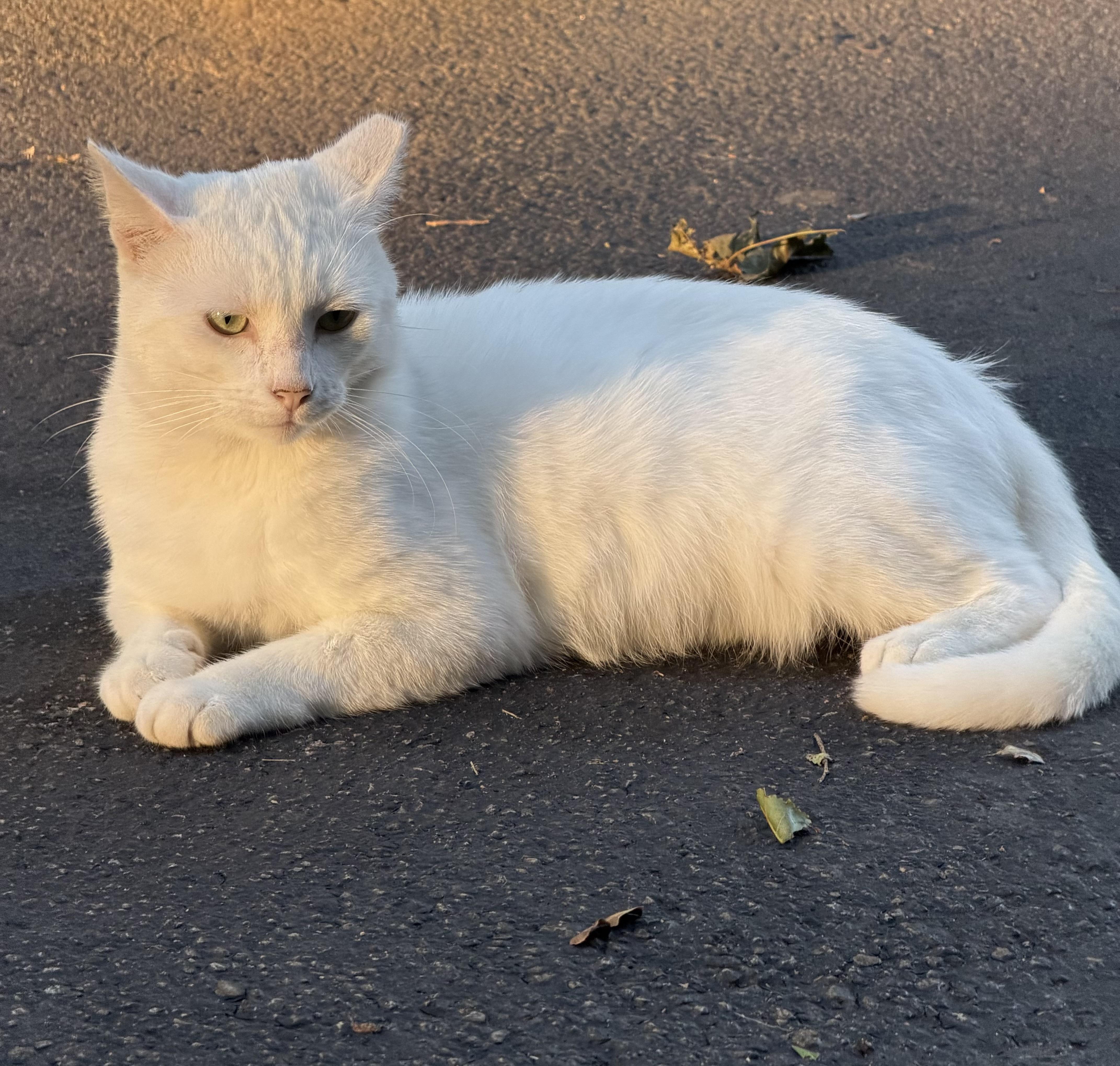 A young medium-sized male White Domestic Short Hair cat named Snow for adoption in Copley, OH