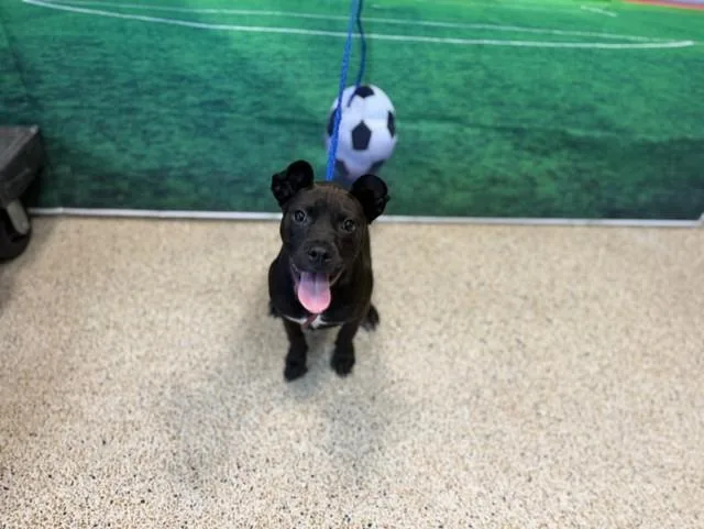 A young small-sized female Labrador Retriever dog named Bella for adoption in Miami, FL