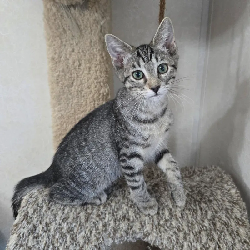 A baby medium-sized female Tabby cat named Daiquiri for adoption in Garland, TX