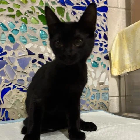 A baby small-sized male Domestic Short Hair cat named Dallas for adoption in Pensacola, FL