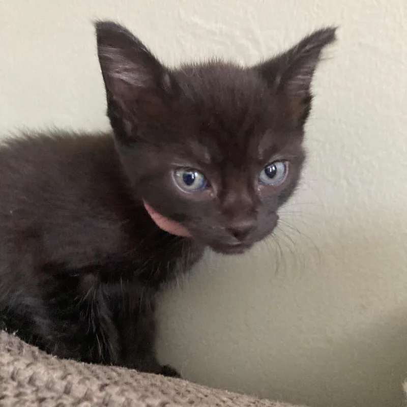A baby small-sized female Black Domestic Short Hair cat named Buttons for adoption in Hamburg, NY