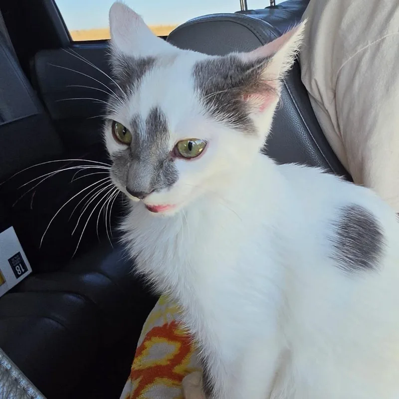 A baby small-sized female Domestic Short Hair cat named Euna for adoption in Mundelein, IL