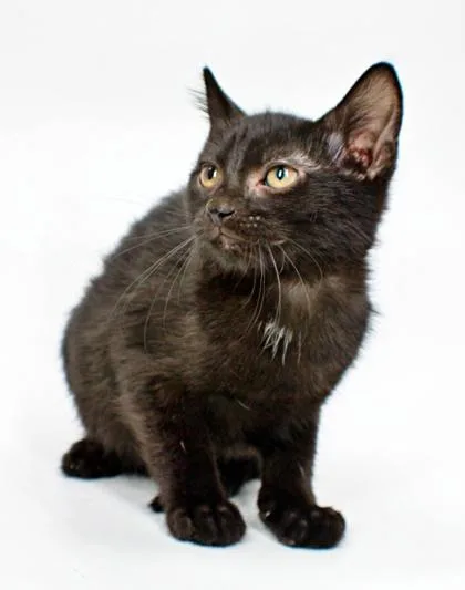 A baby small-sized male Domestic Short Hair cat named Batman for adoption in Morton Grove, IL