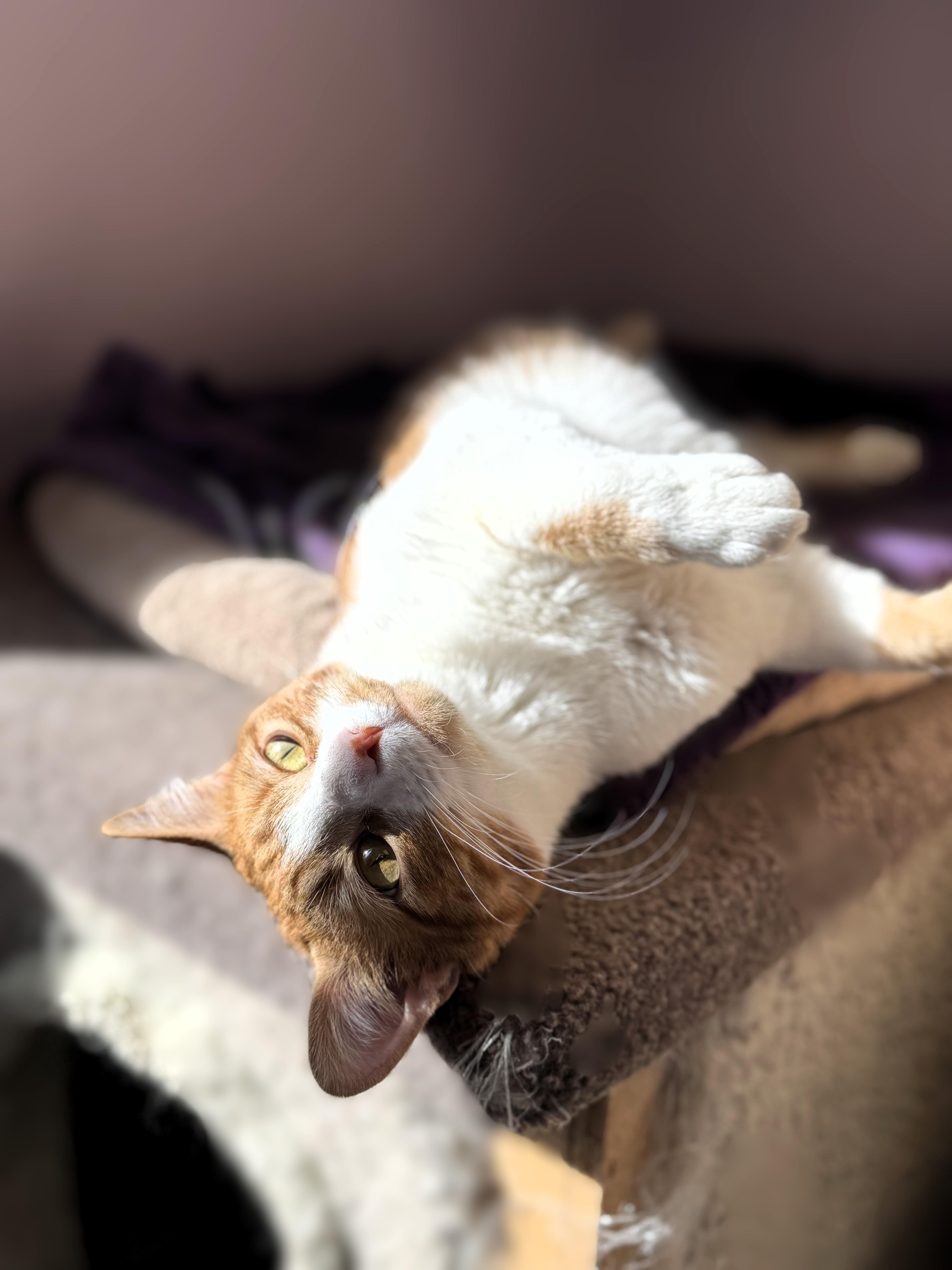 An adult large-sized male Orange & White Domestic Short Hair cat named Curly for adoption in Pekin, IL