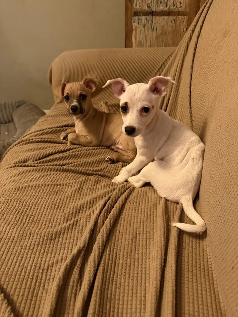A baby small-sized male Chihuahua dog named Willi for adoption in Boerne, TX