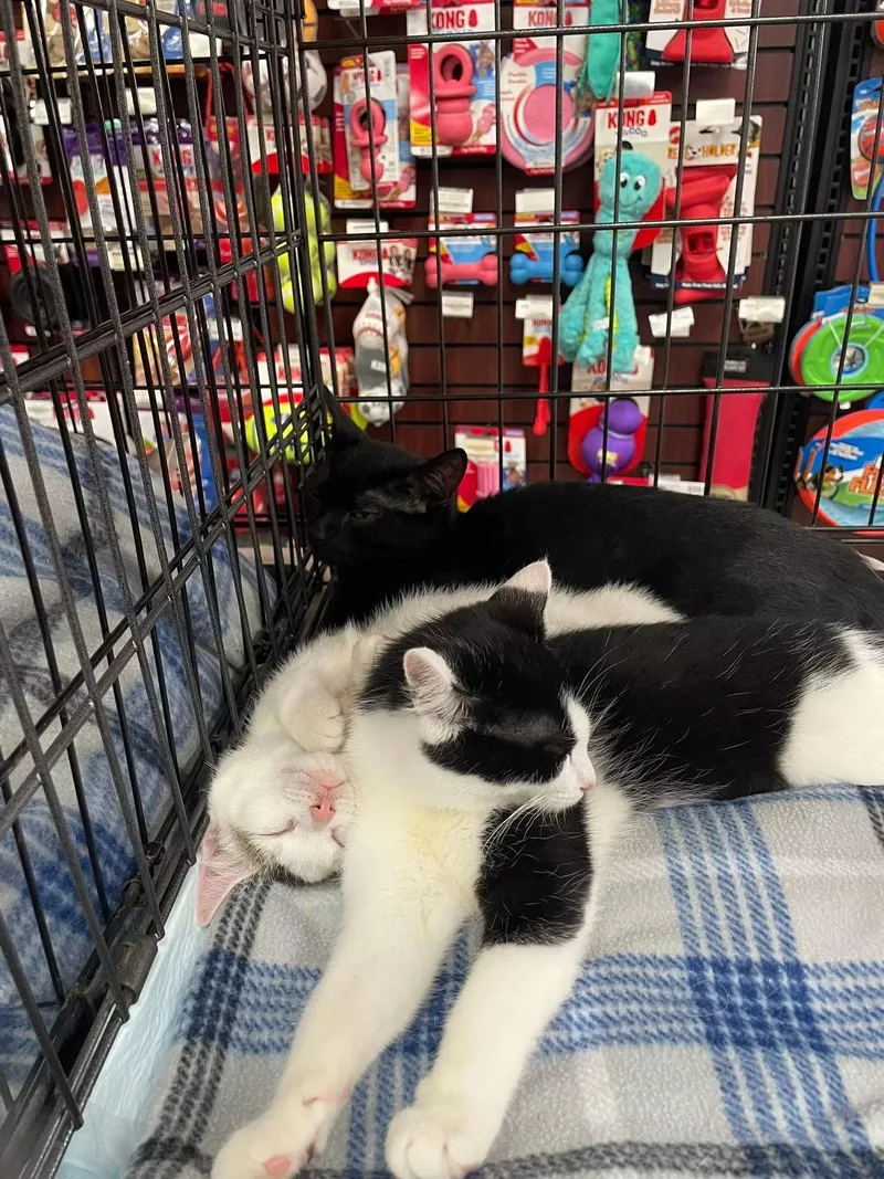 A baby medium-sized male White Domestic Short Hair cat named Bullseye for adoption in Pompton Lakes, NJ