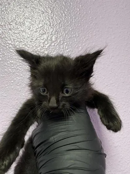 A baby small-sized male Black Domestic Medium Hair cat named 60946567 for adoption in El Paso, TX