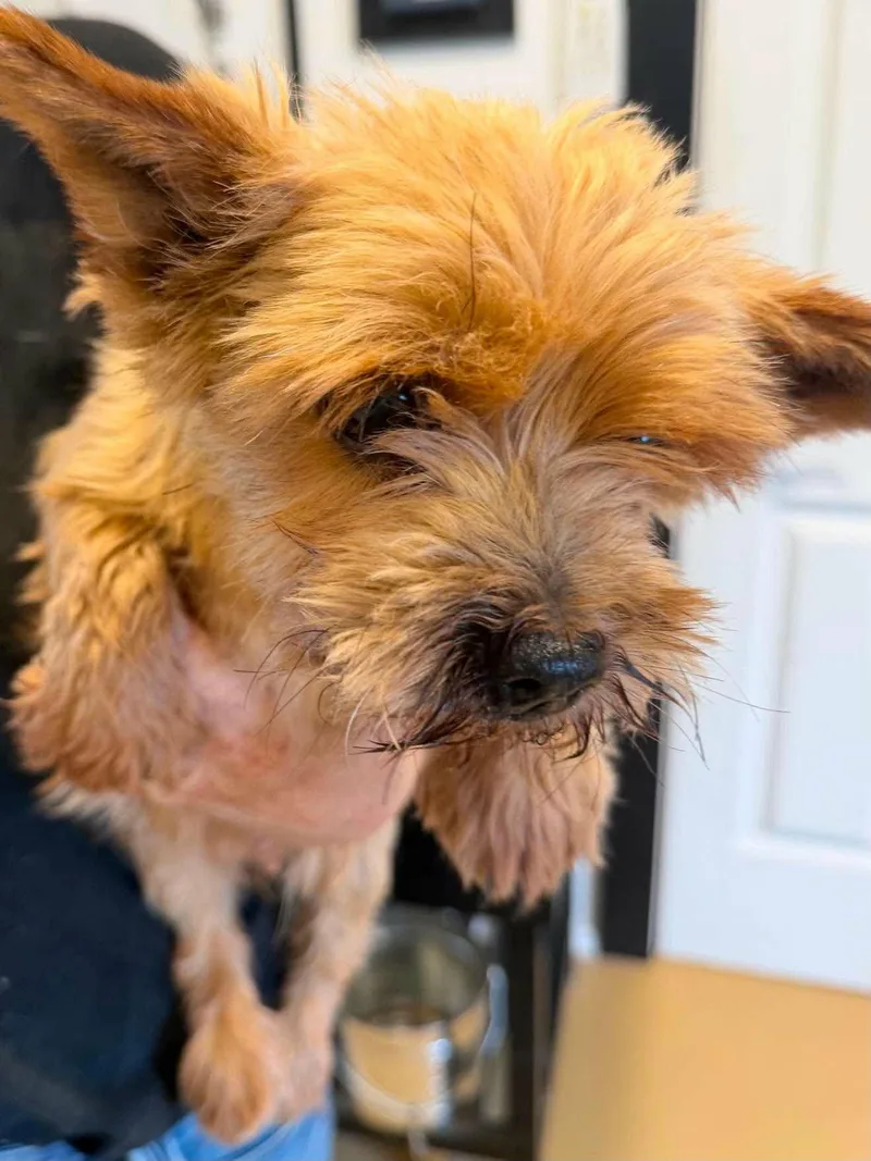 An adult small-sized female Yorkshire Terrier dog named Penny for adoption in Havertown, PA