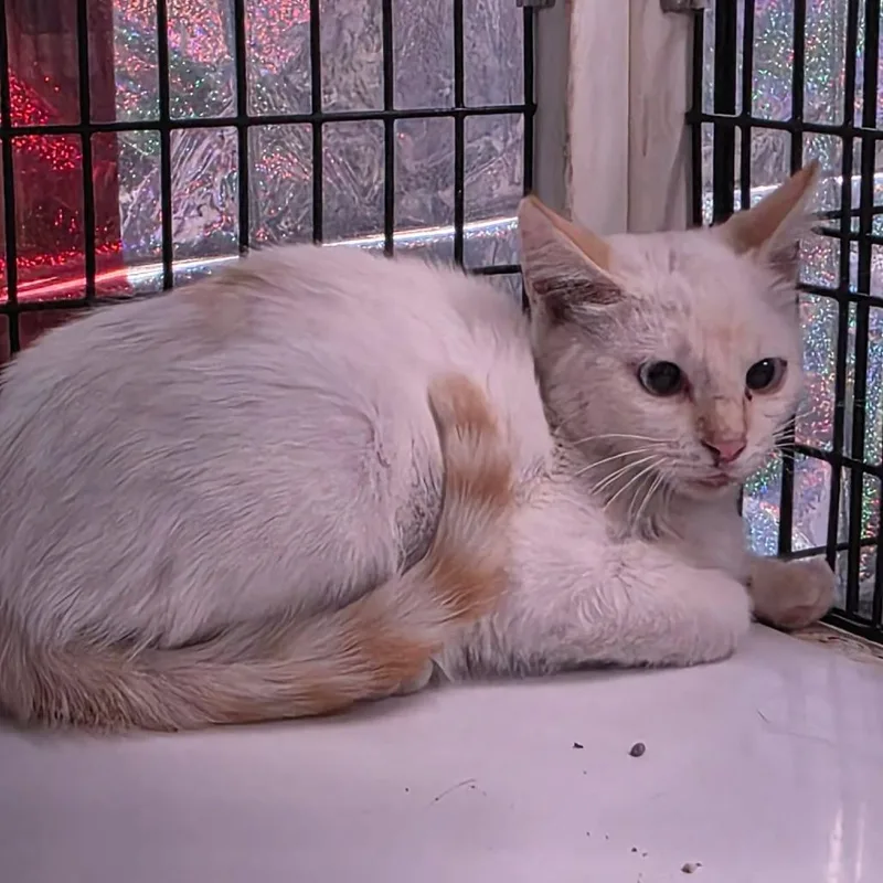A baby small-sized male Flame Point Siamese cat named Sven for adoption in Amarillo, TX