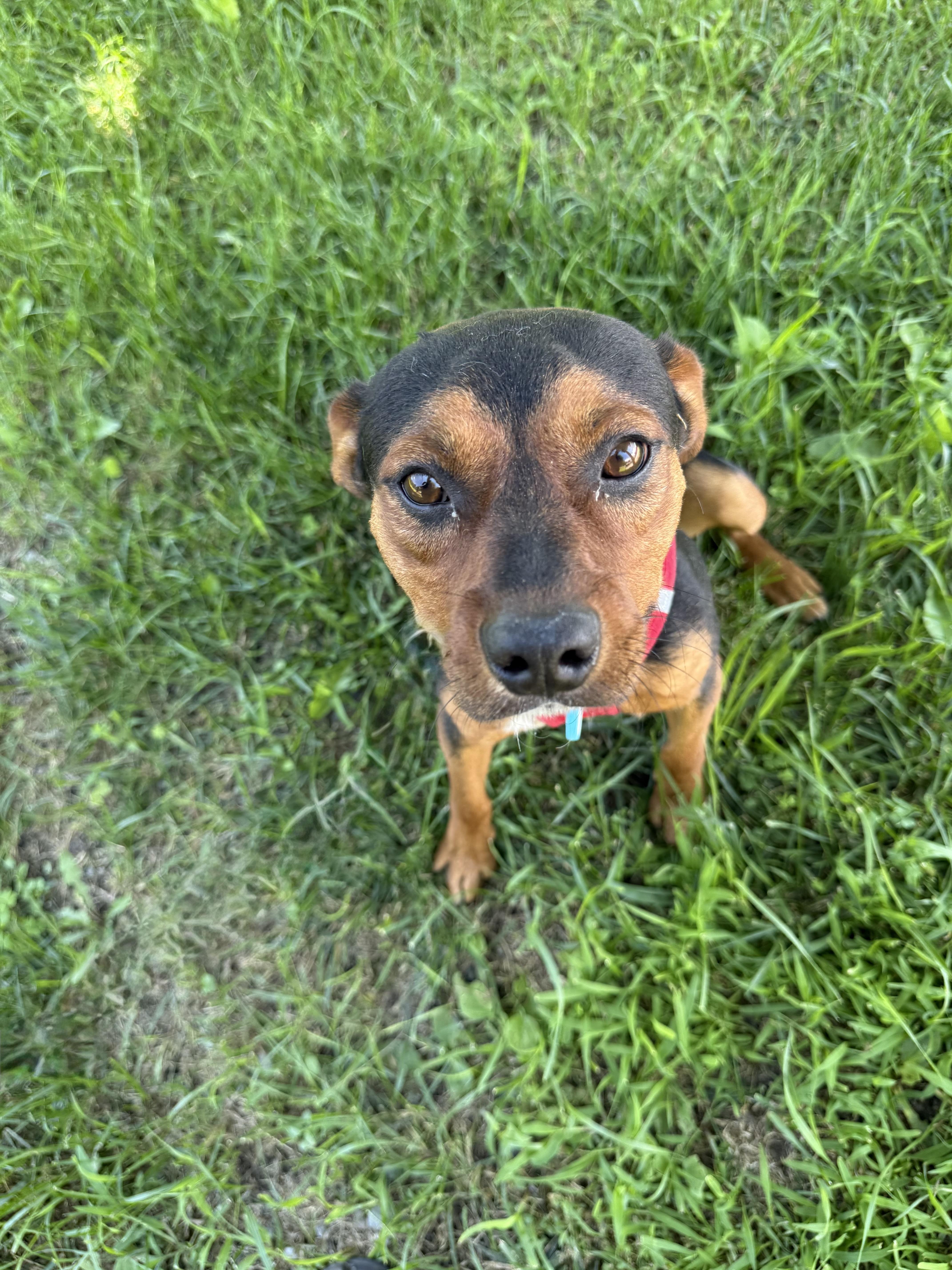 A baby medium-sized male Bicolor Miniature Pinscher dog named Cubbie for adoption in Indianapolis, IN