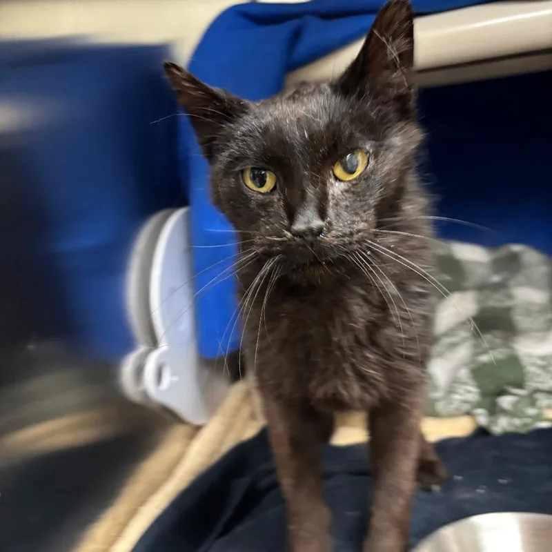 A senior medium-sized female Black Domestic Short Hair cat named Fionna for adoption in Grand Rapids, MI