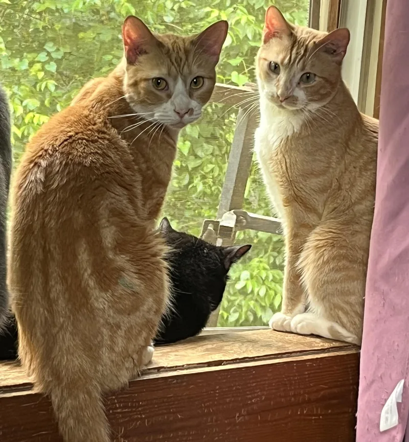 A young medium-sized male Orange & White Domestic Short Hair cat named Louie for adoption in Marion, NC