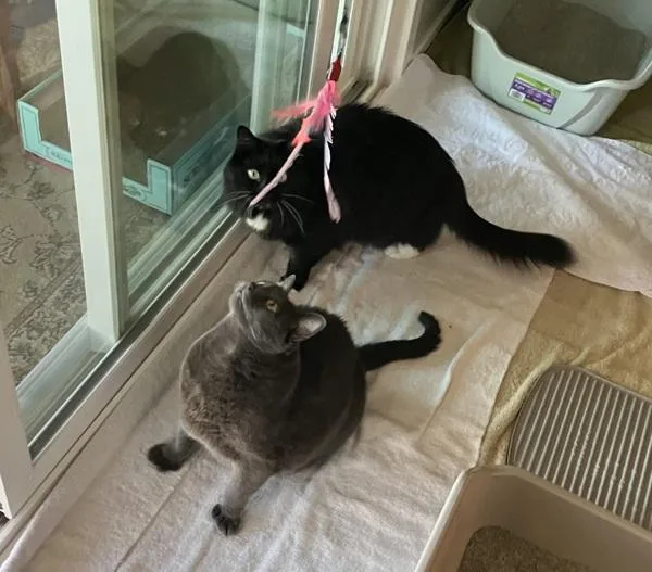 An adult medium-sized female Domestic Long Hair cat named Mies for adoption in Oceanside, CA