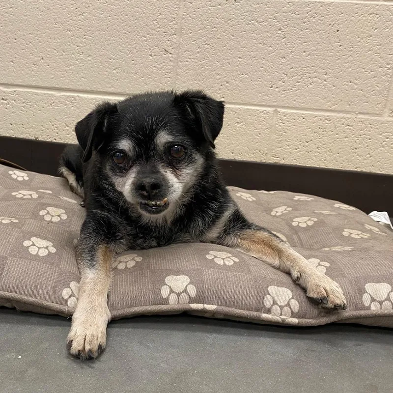 A senior small-sized male Mixed Breed dog named Peabody for adoption in Memphis, TN