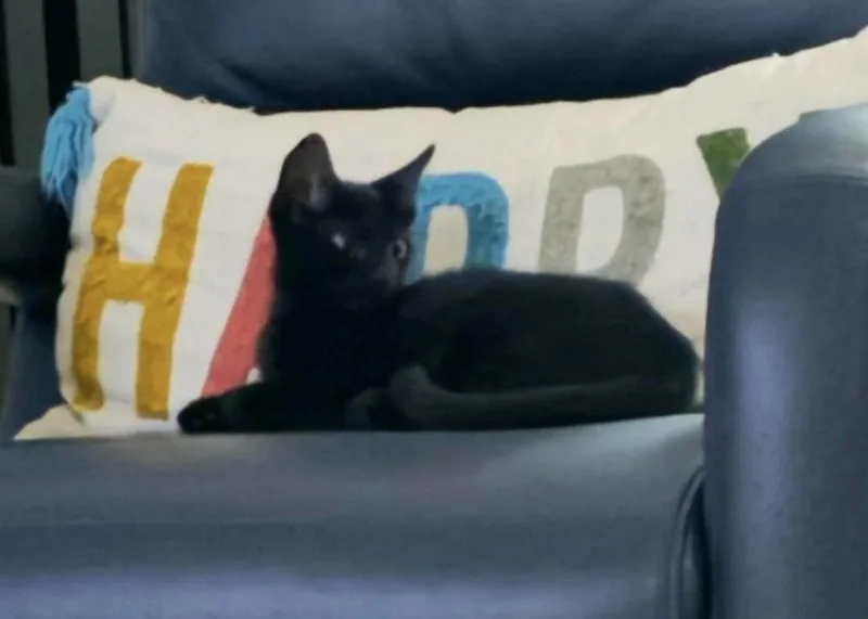 Gemma