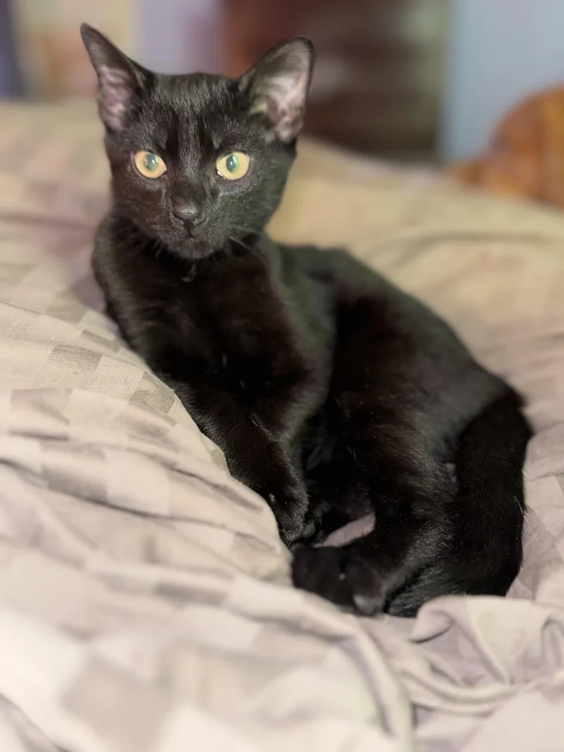 A baby small-sized male Black Domestic Short Hair cat named Binx for adoption in Charlotte, NC