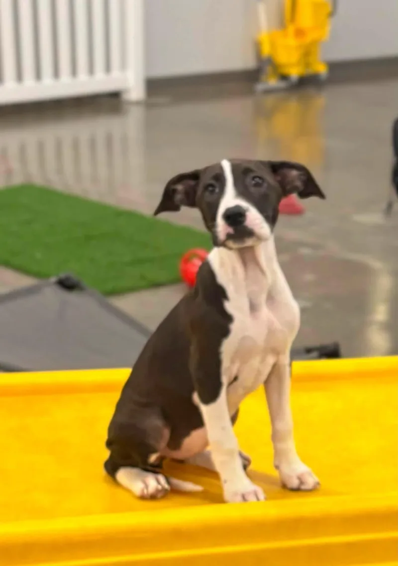 A baby medium-sized female Black Pit Bull Terrier dog named Pearl for adoption in Louisville, KY