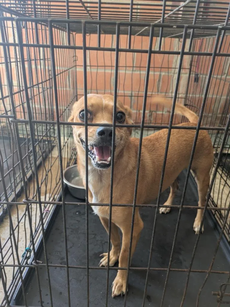 A young large-sized male Chihuahua dog named Rascal for adoption in Brownwood, TX