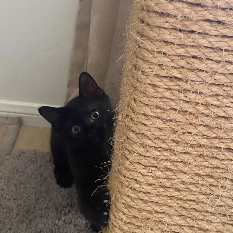 Little Bear